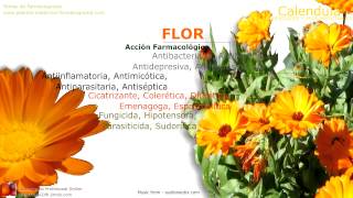 Calendula. Propiedades medicinales. Beneficios de la flor de calendula -  YouTube