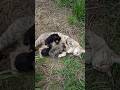 Mother Cat Shows Her Kittens the World for the First Time 🐱✨2 #cat