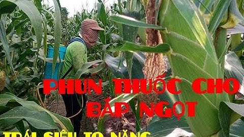 HƯỚNG DẪN PHUN THUỐC CHO BẮP NGỌT  TRÁI TO NÂNG SUẤT CAO