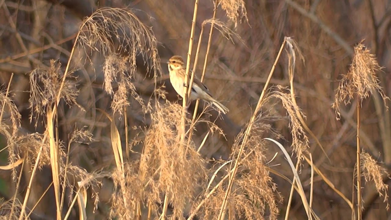 オオジュリン 4 冬羽 地鳴き Reed Bunting Wild Bird 野鳥 動画図鑑 Youtube オオジュリン 4 冬羽 地鳴き Reed Bunting Wild Bird 野鳥 動画図鑑 Youtube