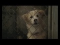 PEDIGREE Adoption Drive - the future for Echo