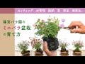 篠宮バラ園のミニバラ盆栽の育て方　日々の管理