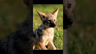 Unforgettable help🦊! An oxpecker is helping the fox🦊.#wildlife #asmr #animals #fox #oxpecker