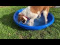 Adorable Saint Bernard blows bubbles