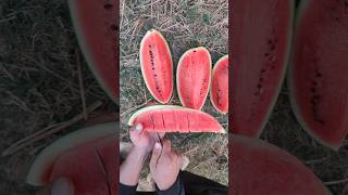 Watermelon cucumber  kiwifruit mango