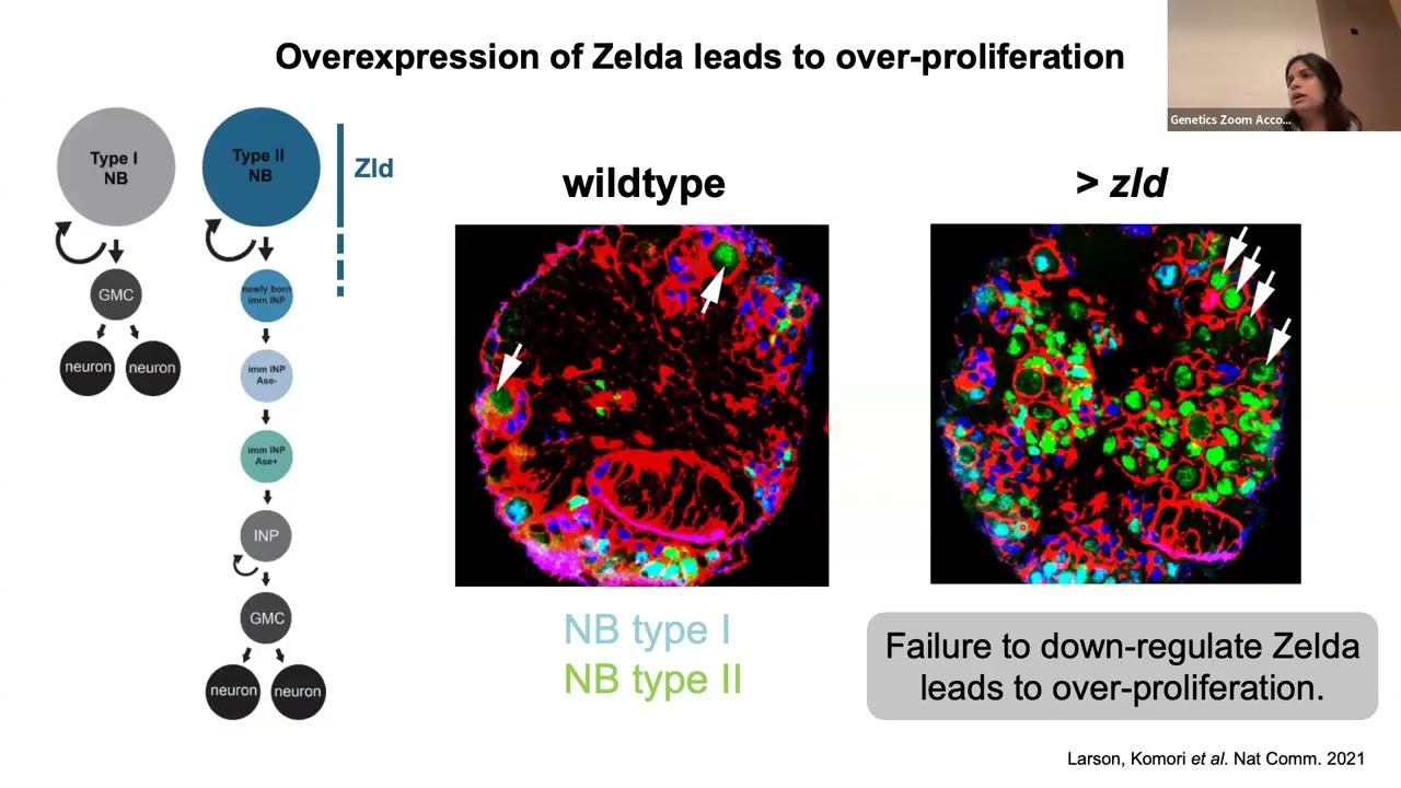 UW Madison Genetic Colloquium - Eliana Torres Zelada