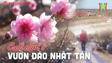Cuối năm ở vườn đào Nhật Tân: Hồi sinh sau lũ, rực rỡ sắc xuân | Nhịp sống Hà Nội