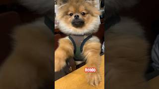 Cute puppy Pomeranian #shorts #hendo #adorable #beautiful #puppy #dog