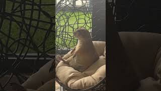 Poppy the Prairie Dog Relaxing in her Swinging Chair #animals #cute #prairiedog #funny