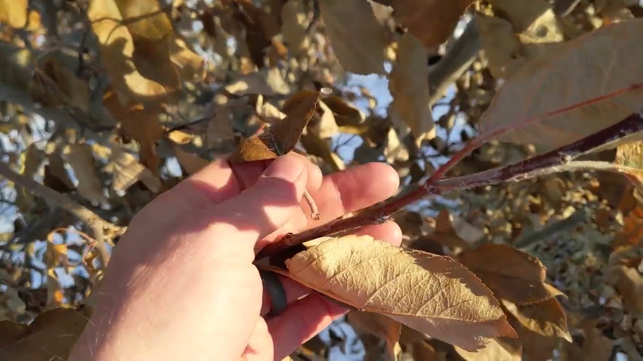 Why Didn't My Apple Tree Lose It's Leaves this Fall?