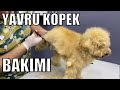 KÖPEĞİMİ KUAFÖRE GÖTÜRDÜM SAÇLARINI KESTİRDİM BANYO YAPTIRDIM! YAVRU KÖPEK BAKIMI Bidünya Oyuncak