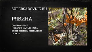 видео: Декоративные и плодовые рябины картинка: Декоративные и плодовые рябины
