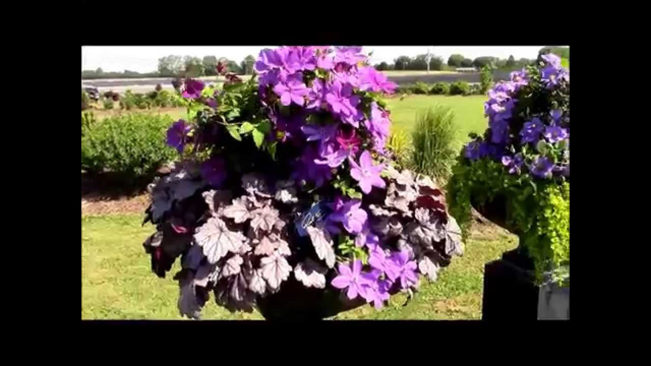 Clematis Amethyst Beauty in a stunning container combination