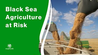 Black Sea Agriculture at Risk: Climate Change Threatens Crop Cultivation