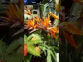 Прекрасные цветы  в ТЦ "Садах Победы". ITIS Cafe.