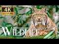 Creatures adventure wildlife 4k  discovery relaxation wonderful animals film with relaxing music