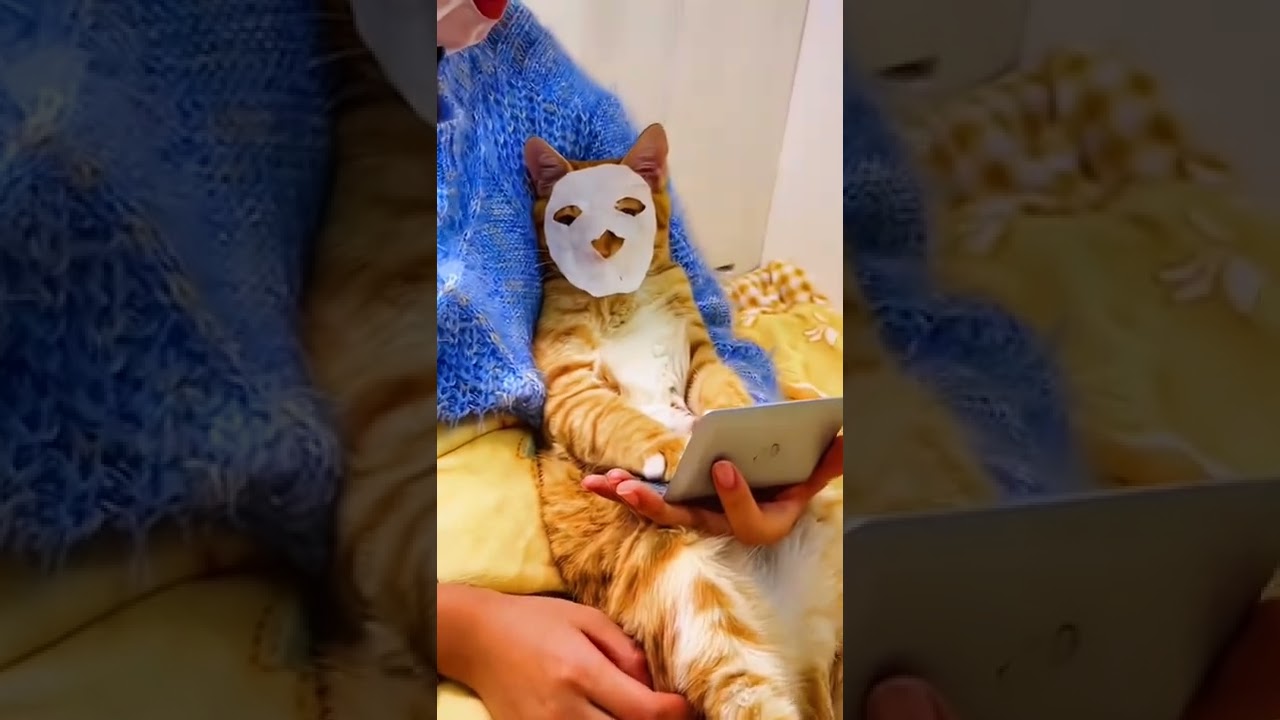 cat apply face mask 😇cat apply face mask Me and meow YouTube