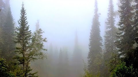 Thumbnail of Юрий Кукин - "За туманом"