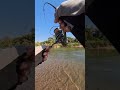 ผิดคิวแต่ไม่ผิดหวัง #shimano #shimano_fishing #ปลาแค้ #streamfishing