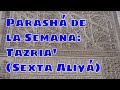 Parashat Tazria 06: La responsabilidad del Metzorá