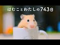 はむこスペシャルNo.142
