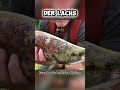 Der Amerikanische Lachs