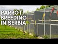 Parrot breeding in serbia  a hidden gem in aviculture your parrot birdfood macaws  co