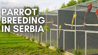 Parrot Breeding in Serbia - A Hidden Gem in Aviculture. Your Parrot Birdfood. Macaws & Co.