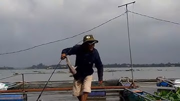 Cùng Út Thu Ra Bè Câu Hugo Khủng Kéo Đã Tay Phần 1 # SĂN BẮT ĐỒNG THÁP #