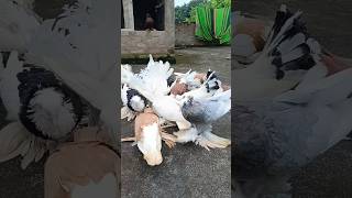 Top quality fancy pigeons collection #collection #shorts #ytshorts #pigeon