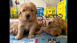 3 week old Golden Retriever Puppies growing up!