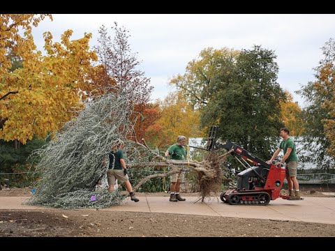 Video: New Mexico-olyfboomfeite - Leer oor woestyn-olyfverbouing in tuine