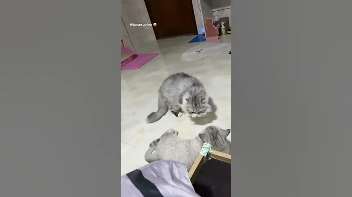 Watch the video about #cat #kucing #kucinglucu #lucu #munchkin #persiancat #vidiolucu #youtubeshorts #kucinglovers