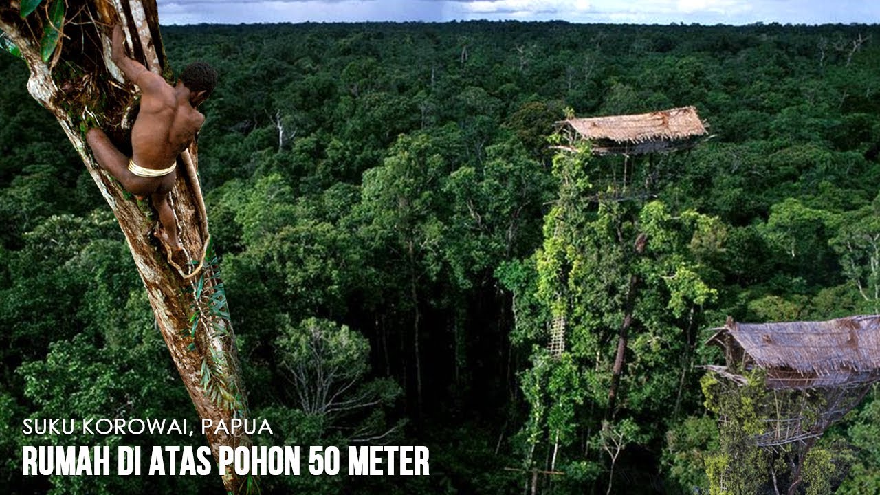 Mengintip Kebiasaan Suku Korowai Pemilik Rumah Pohon Tertinggi Di Papua
