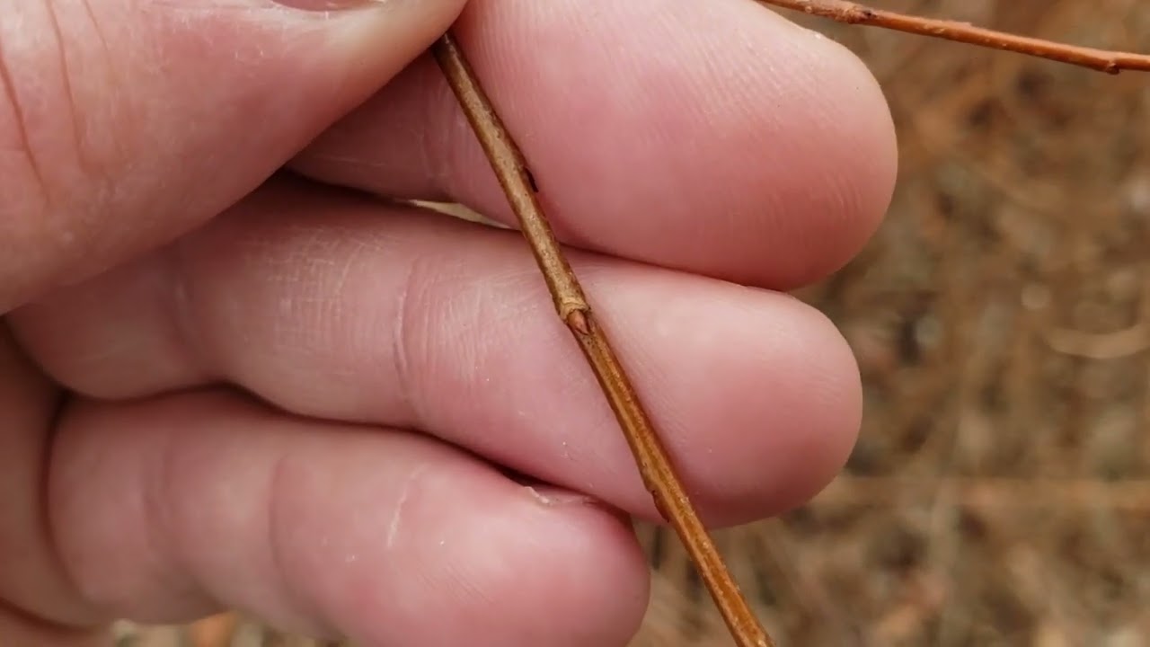 ID That Tree: Black Willow - YouTube