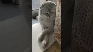 #cat #cutecat #funny #scottishfold #kitten #love #purr #cute #