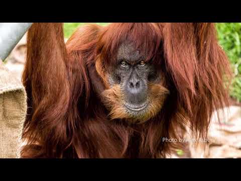 Farewell to the Oldest Sumatran Orangutan in the World!