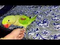 Talking parrot baby//Sono mono
