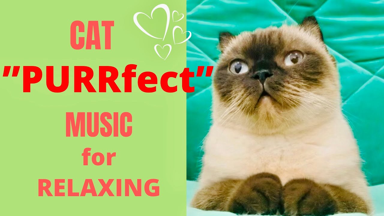 cat relax sounds