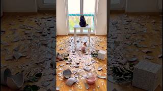 This cat did WHAT?! 😲🐾