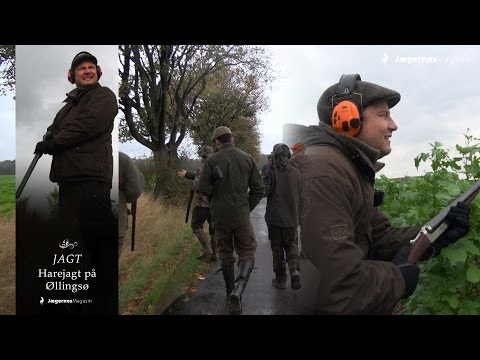Harejagt på Øllingsøe på Lolland Harejagt på Øllingsøe på Lolland