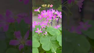 꽃이 좋아요😍, 임영웅의 연애편지🎵💕