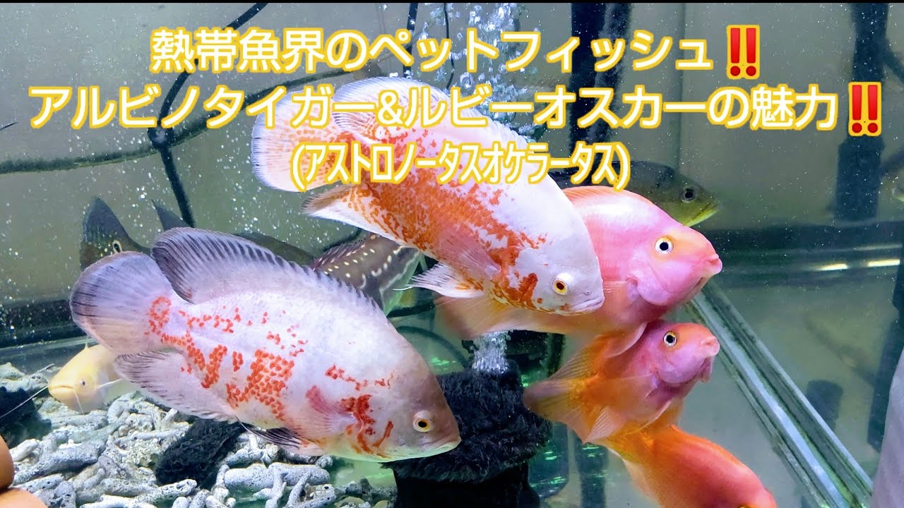 熱帯魚界のペットフィッシュ アルビノタイガー アルビノルビーオスカーの魅力 ｱｽﾄﾛﾉｰﾀｽｵｹﾗｰﾀｽ Youtube