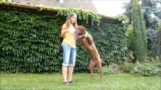 Hubby 10 months | Rhodesian ridgeback dog dance tricks