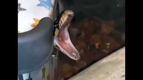 a dangerous snake open his mouth | guess this name | #shorts #viral #trend #mouth #open #youtubes