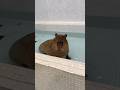 意外と表情が豊かなカピバラさんです☺️ #shorts #capybara #カピバラ #カピバラカフェ #tokyo