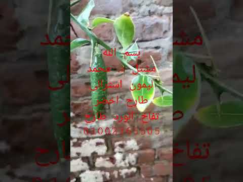 مشتل د محمد ليمون استرالى طارح اخضر تفاح الورد طارح01002365505