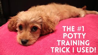 The Best Strategy I Used to Quickly Potty Train my Cavapoo Puppy