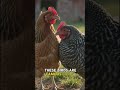 🐔 Amazing American Chicken Breeds | Top USA Farm Birds | 4K Animal Facts