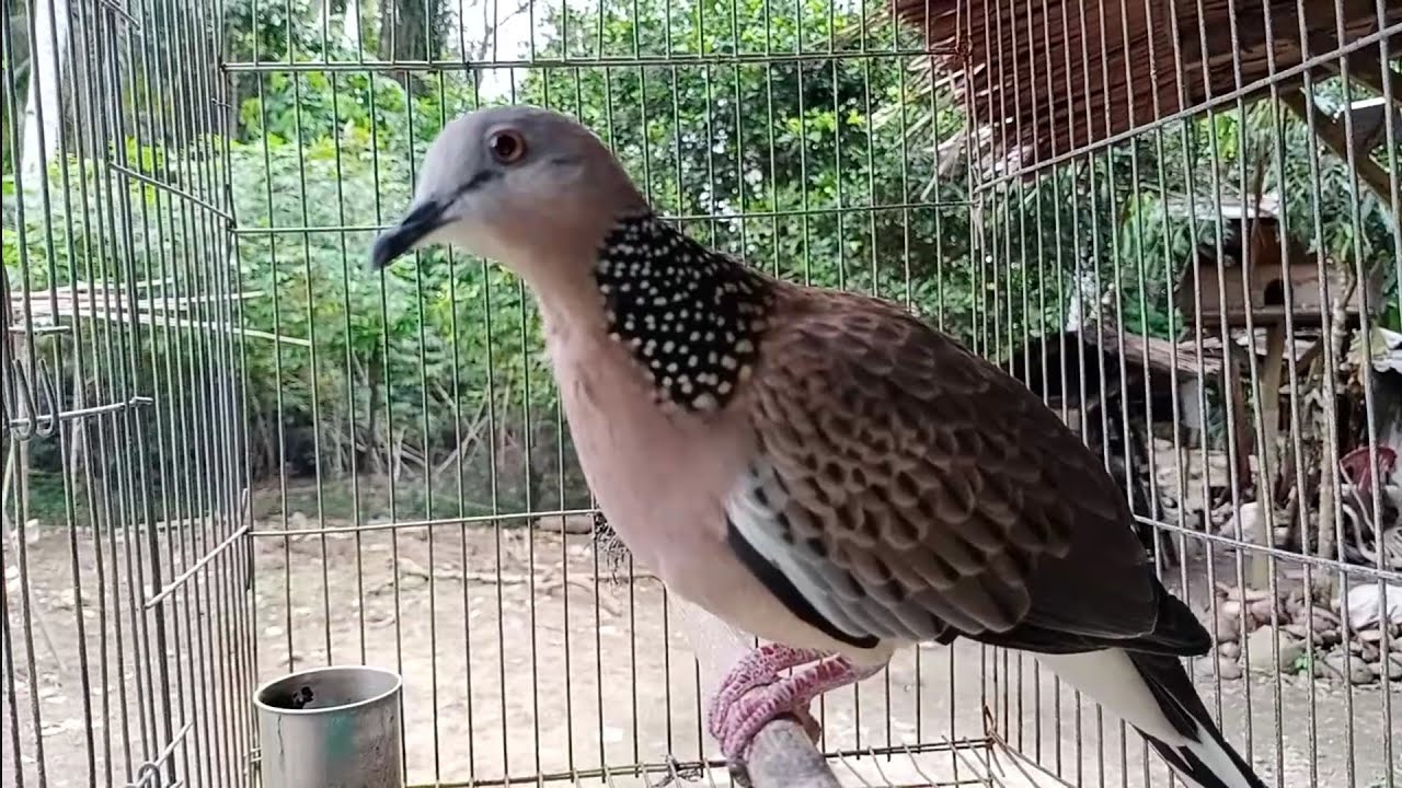 Burung TEKUKUR/BALAM Jinak super Gacor 
